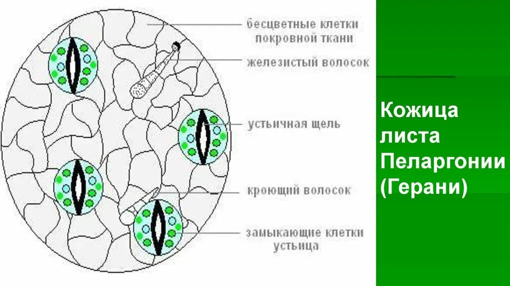 К какой ткани относится устьица у растений. Строение клетки эпидермиса листа. Строение эпидермиса листа герани. Строение эпидермиса листа пеларгонии. Строение кожицы листа герани.