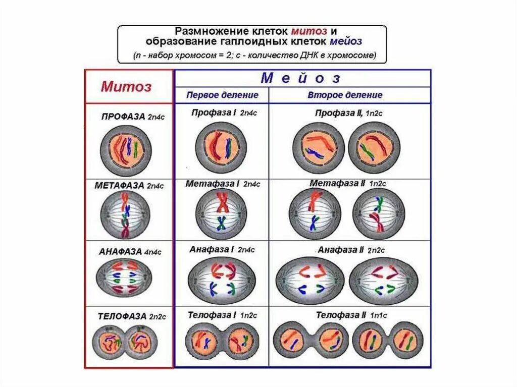 Размножение клеток митоз схема. Таблица по биологии 10 класс фазы митоза. Таблица по биологии стадия митоз мейоз. Фазы деления клетки таблица мейоз.