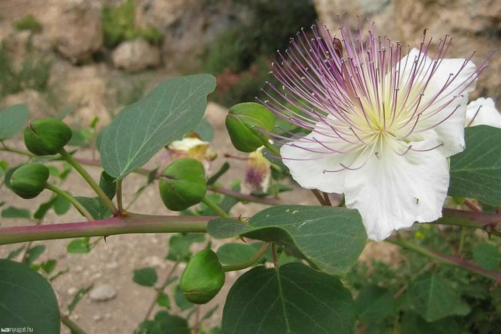 Каперсы колючие. Каперсы колючие (Capparis spinosa). Каперсы кустарник.