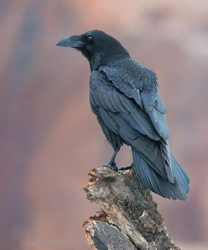 Ворона какой вид. Corvus Corax птица. Corvus brachyrhynchos. Корвус ворон. Белоклювый ворон.