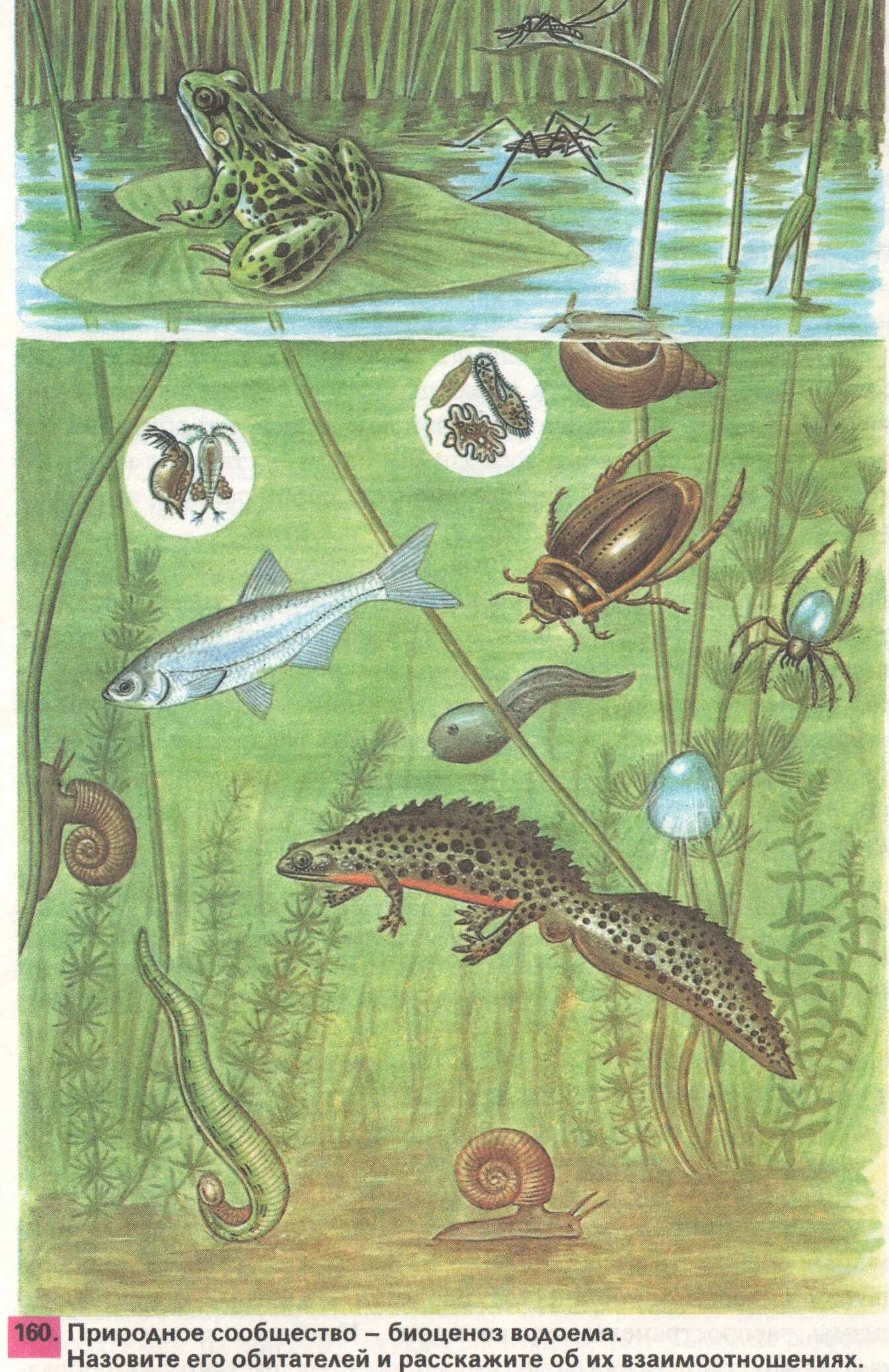 Природное сообщество биоценоз водоема. Обитатели пруда. Обитатели природных сообществ. Обитатели пресноводных водоемов.