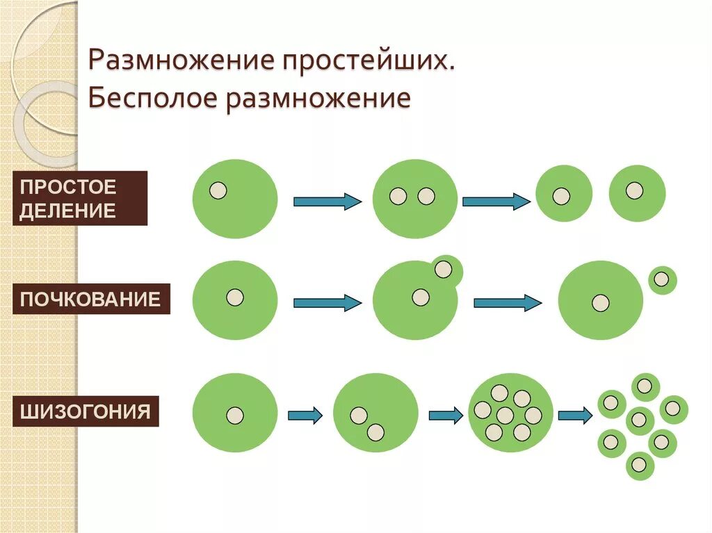 Схема бесполого размножения деление. Бесполое размножение простейших схема. Множественное деление клетки шизогония. Бесполое размножение простейших.