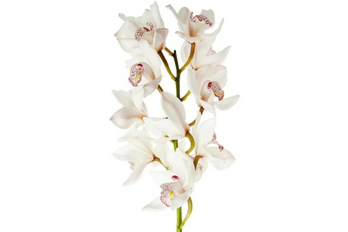 Орхидея Цимбидиум белая. Цимбидиум белый срезка. Орхидея Цимбидиум белая ветка. Цимбидиум Сноукастл.