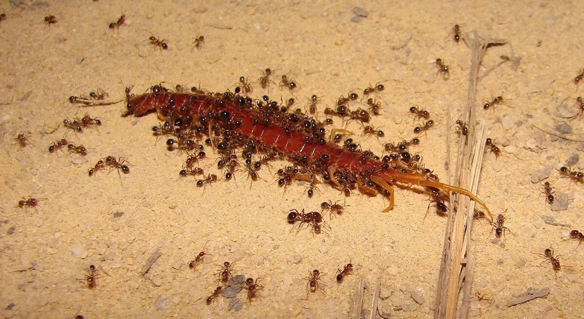 Нападение насекомых. Двухвостка многоножка. Красные муравьи термиты. Сколопендра и муравьи. Муравейник огненных муравьев.