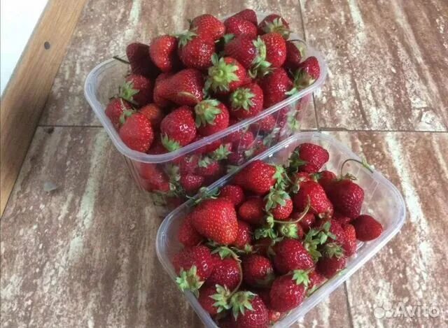 Клубника домашняя - купить в Рязани, цена 250 руб., продано 13 июля 2020 - Проду