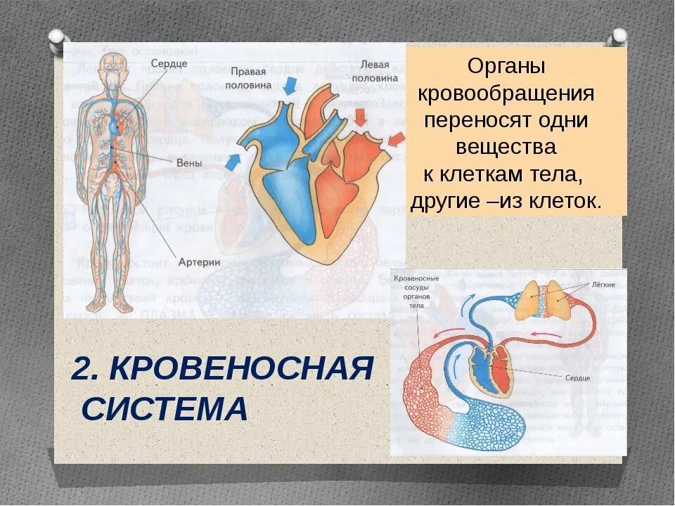 В которых любому органу будет