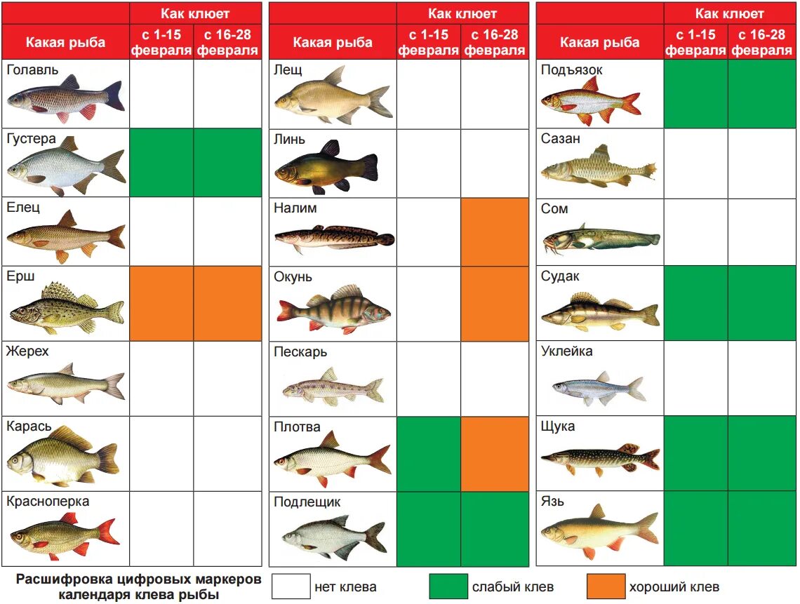 Сколько можно ловить рыбы. Таблица рыболова. Какая рыба когда будет клевать. Таблица зимних рыбалок. Какая рыба на что клюет.