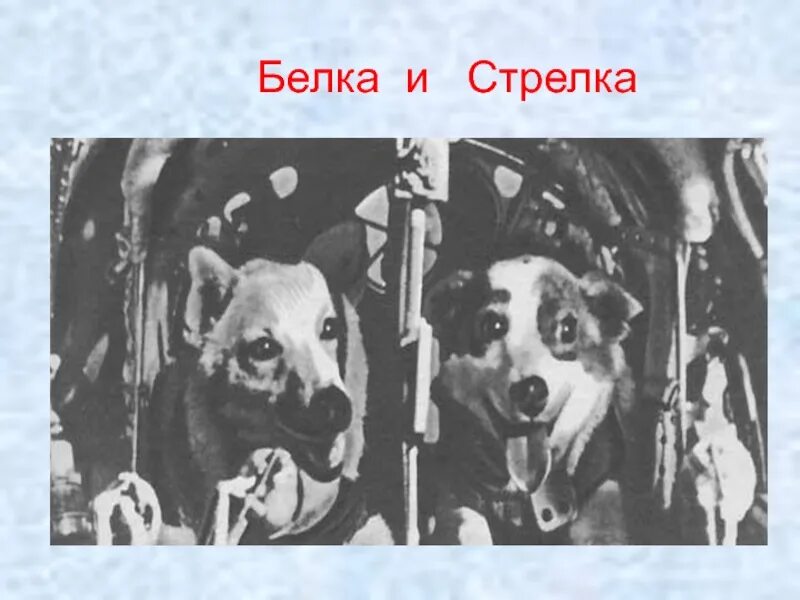 Белка и стрелка день космонавтики. Белка и стрелка эмблема. Белка и стрелка озорная семейка бублик. Белка и стрелка веня. Детский белка и стрелка.