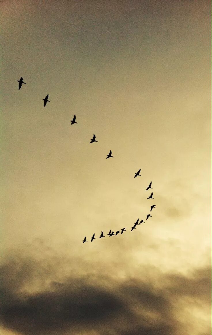 Vk birds. Птицы улетают. Птицы в небе. Птица летит. Птица года.