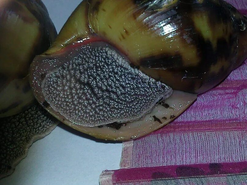 ампулярия разрушение раковины. самец улитки. виноградная улитка размн. панцирь виноградной улитки. беременные улитки ахатины.