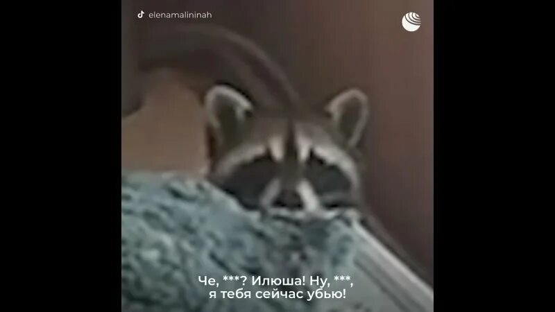 енот илюша разнес квартиру. енот разнес квартиру. енот илюша разнес дом. енот илюша разнес квартиру видео. енот бардак.