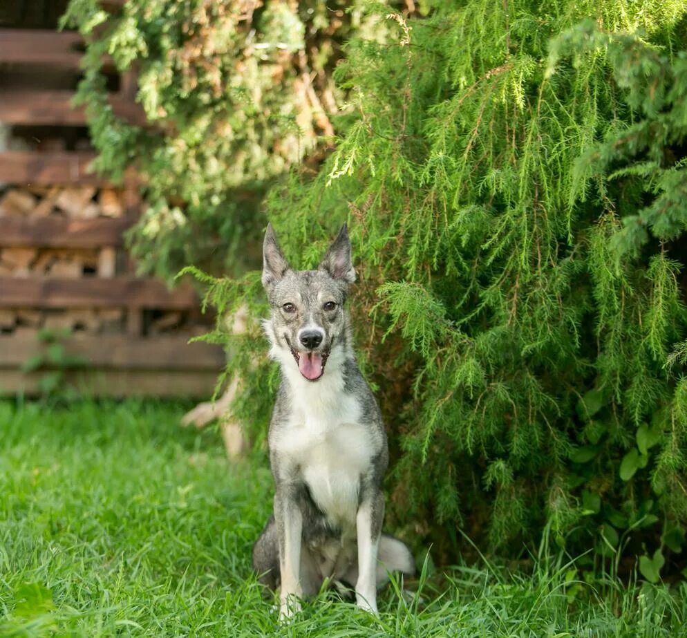 Боня собака. Собачка боня маленькая. Виктория боня с собакой. Клички для пекинесов девочек. Боня собака девочка.