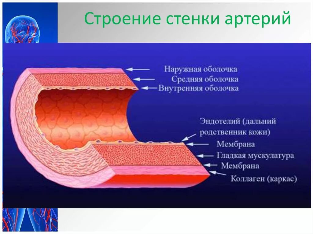 Наружная оболочка вен. Строение сосудов адвентиция. Внутренняя оболочка стенки вены. Схематичное строение вен. Вена сосуд строение.