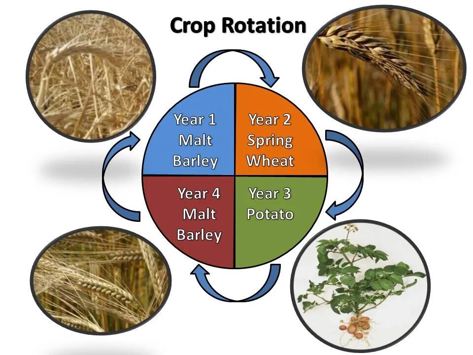 Crop rotation. Севооборот ячменя. севооборот в средневековье. овощекормовой севооборот crop rotation.