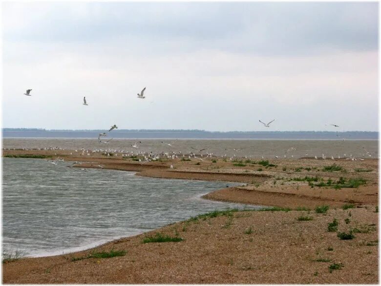 Ейск Камышеватская коса. Камышеватская Ейский район море. Коса Камышеватская Азовское море. Станица Камышеватская. Станица камышеватская краснодарский край