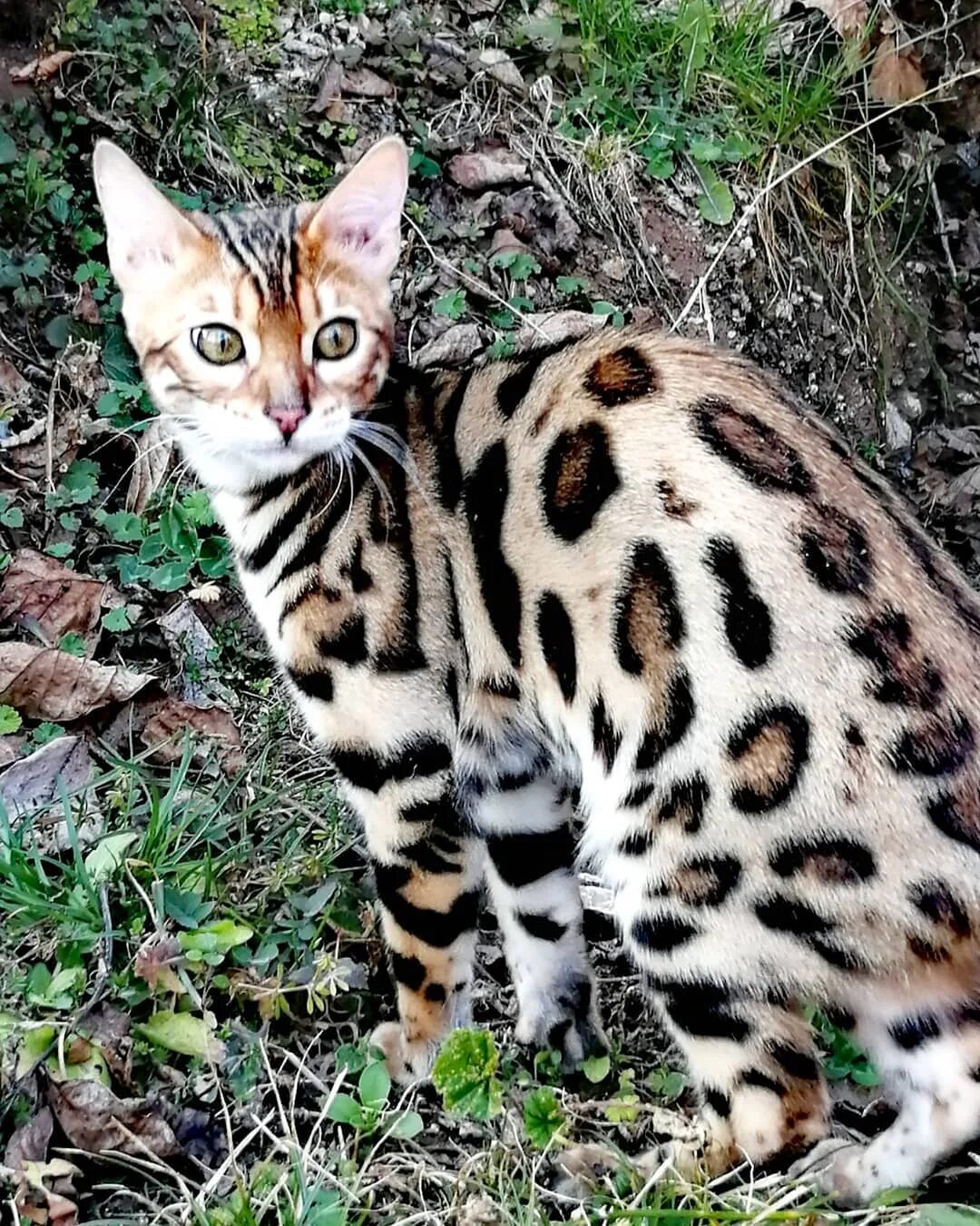 Рассмотрите фотографию пятнистой кошки породы бенгальская. Кошка пятнистая Бенгальская. Бенгал Барс Бенгальская кошка. Бенгальская кошка Браун Марбл. Бенгальская кошка табби полосатый.