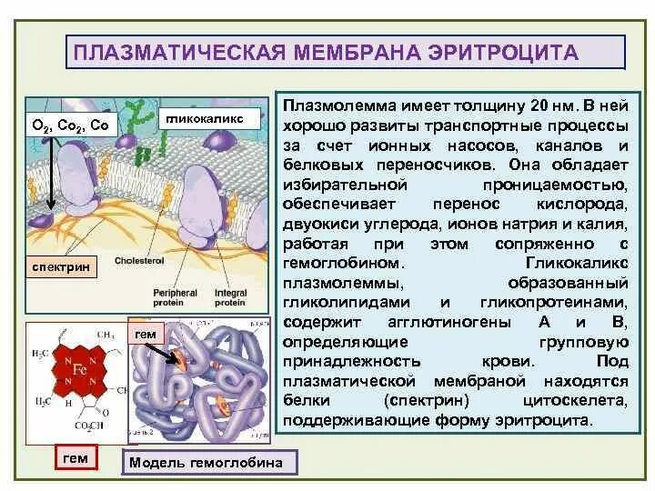 Плазмолемма эритроцита. Структура мембраны эритроцита. Мембранные белки эритроцитов. Особенности строения эритроцитов. Особенности проницаемости мембран эритроцитов.