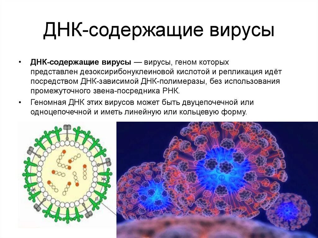 2 днк содержащих вирусов