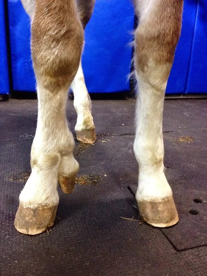 Ноги лошади. Трёхпалые конечности лошади.