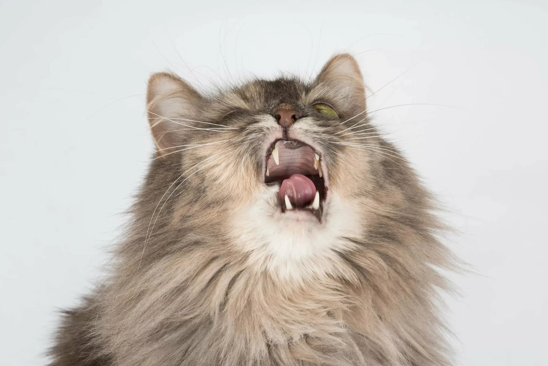 Кошка чихает причины и лечение. Кот чихает. кот чихнул. котенок чихает. кошка фыркает.