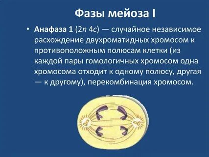Характеристика фаз мейоза