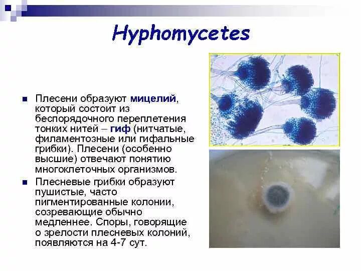 Какие организмы образуют плесень. Мицелий плесени. Плесень образует споры. Тончайшие нити мицелии плесени.