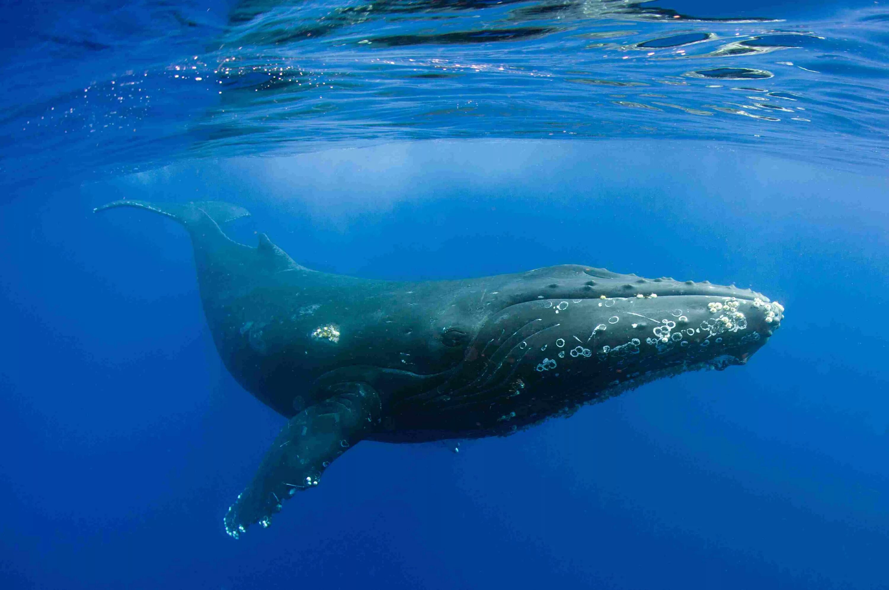 Киты атлантического океана. Горбатый кит Атлантического океана. Горбач горбатый кит. Кит Горбач в Антарктиде. Горбатый кит и синий кит.
