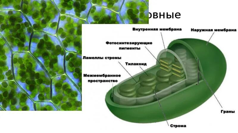 Мембрана хлоропласта строение. Строение органеллы хлоропласта. Межмембранное пространство хлоропласта. Мембрана хлоропласта. Строение хлоропласта и тилакоида.