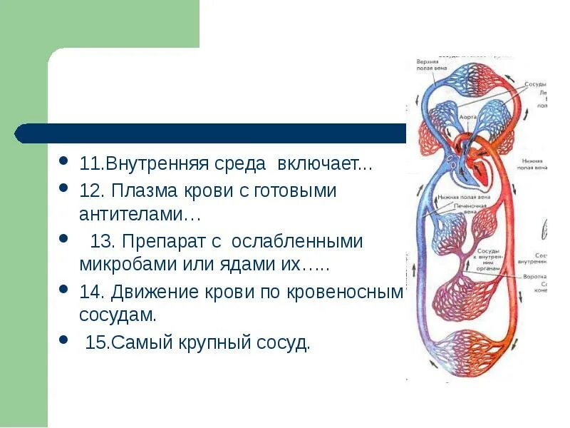 Циркуляция крови. Движение крови. Движение крови по сосудам. Кровеносные сосуды движение крови по сосудам. Контрольная работа кровь кровообращение