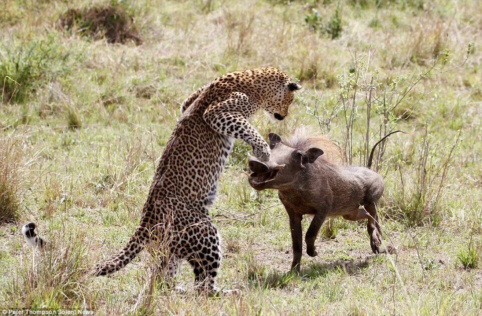 Леопард охотится на бородавочника. Леопард против бородавочника. Охота леопарда на бородавочника.