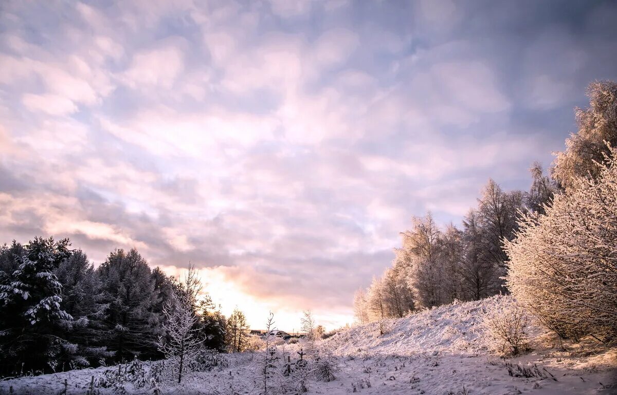 песня под белым небом января. прощай прощай лещенко слова. зимний пейзаж метель. деревья в снегу. разлука.
