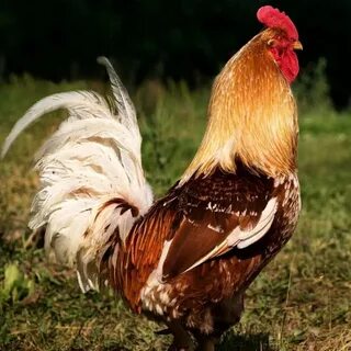 Петухи живая