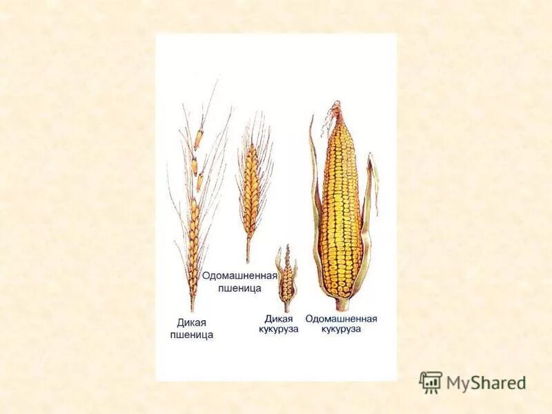 Как вы думаете какие признаки дикорастущих пшениц. Виды колоса пшеницы. Как вы думаете какие признаки дикорастущих пшениц. Как вы думаете какие признаки дикорастущих пшениц. Злаковые культуры для дошкольников.