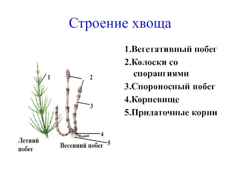 Строение весеннего побега хвоща полевого. Хвощ полевой корневище. Вегетативный побег хвоща. Хвощ полевой строение.