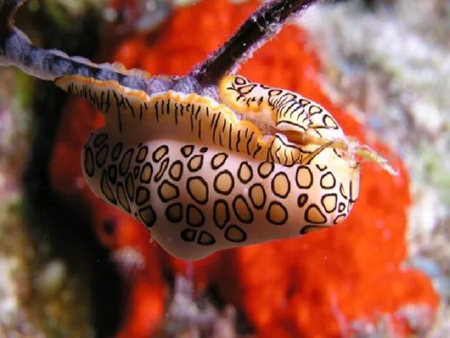 Язык моллюсков. Моллюск «язык Фламинго» (Cyphoma gibbosum). Cyphoma gibbosum. Морские брюхоногие моллюски морские. Улитка язык Фламинго.