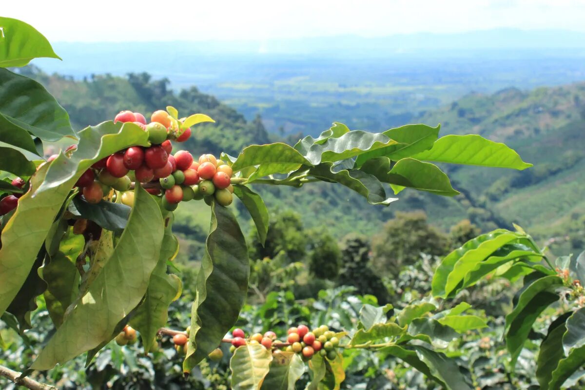 Колумбия страна кофе. Колумбия кофейные плантации. Перу кофейные плантации Монтана кофе. Плантации кофе в Колумбии. Кофейные плантации Гавайи.