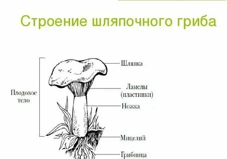 Пишется гриб или гриб