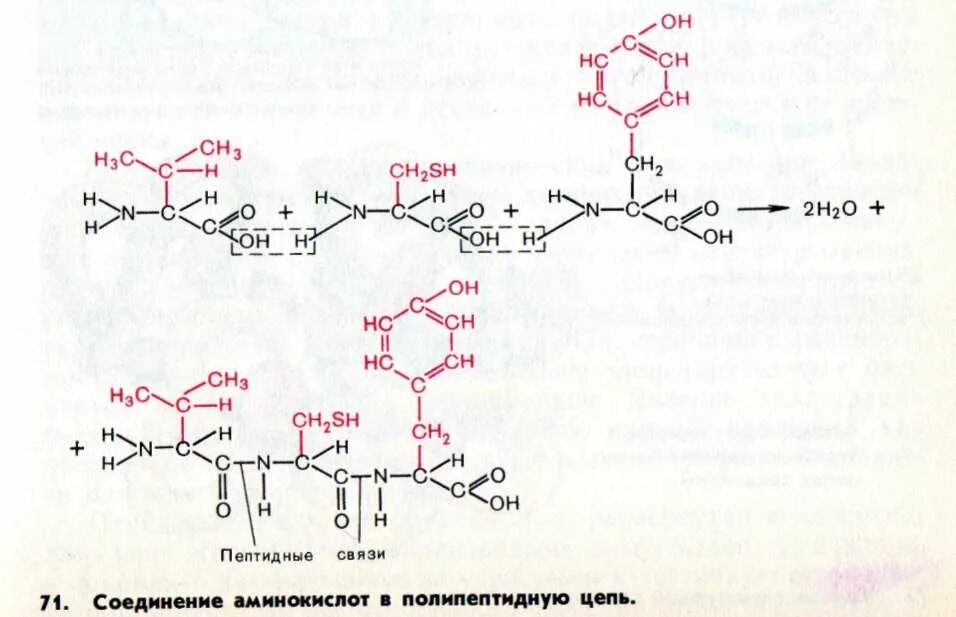 Образование полипептидной связи. Схема соединения аминокислот в ДНК. Пептидная связь между аминокислотами в молекуле белка. Аминокислоты строение ДНК. Пептидная цепочка.