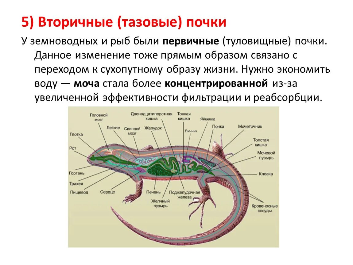 Мочеточник у земноводных. Туловищные почки. Туловищные почки у рыб и земноводных. Почки земноводных. Туловищные и тазовые почки.