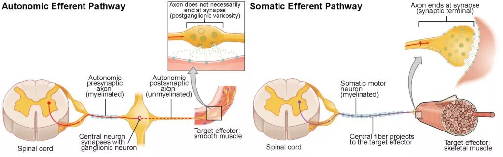 Аксон рефлекс. Components of Autonomic Reflex Arc. Аксон рефлекс физиология. Viscera Somatic Reflex.