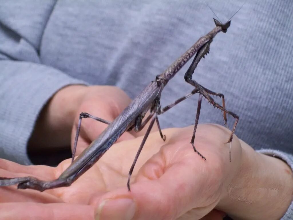 Ischnomantis Gigas богомол. Heterochaeta orientalis. Новогвинейский палочник. Палочник Голиаф. Крупный богомол