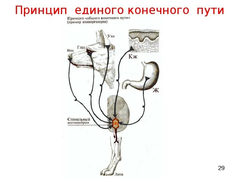 Общий путь это. Первый общий путь катаболизма. Принцип конечного пути физиология. Общи йпуть катабализма. Принцип общего конечного пути физиология.