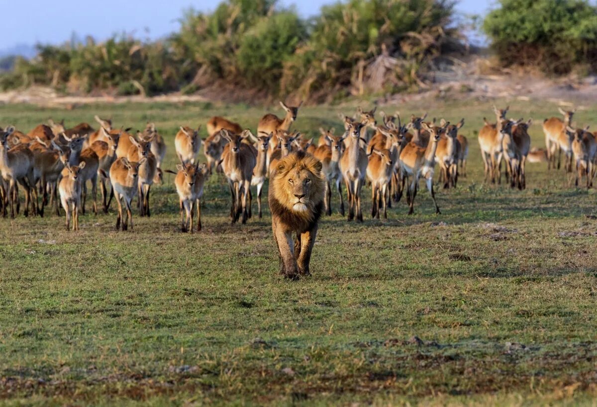 Каждое утро в африке. Антилопа в Ботсване. Ботсвана животный мир. Ботсвана Саванна. Африка львы антилопы.