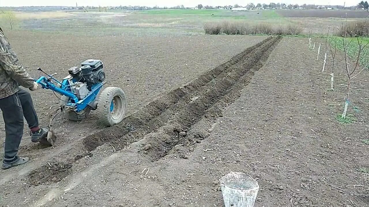 Картошка под плуг мотоблоком