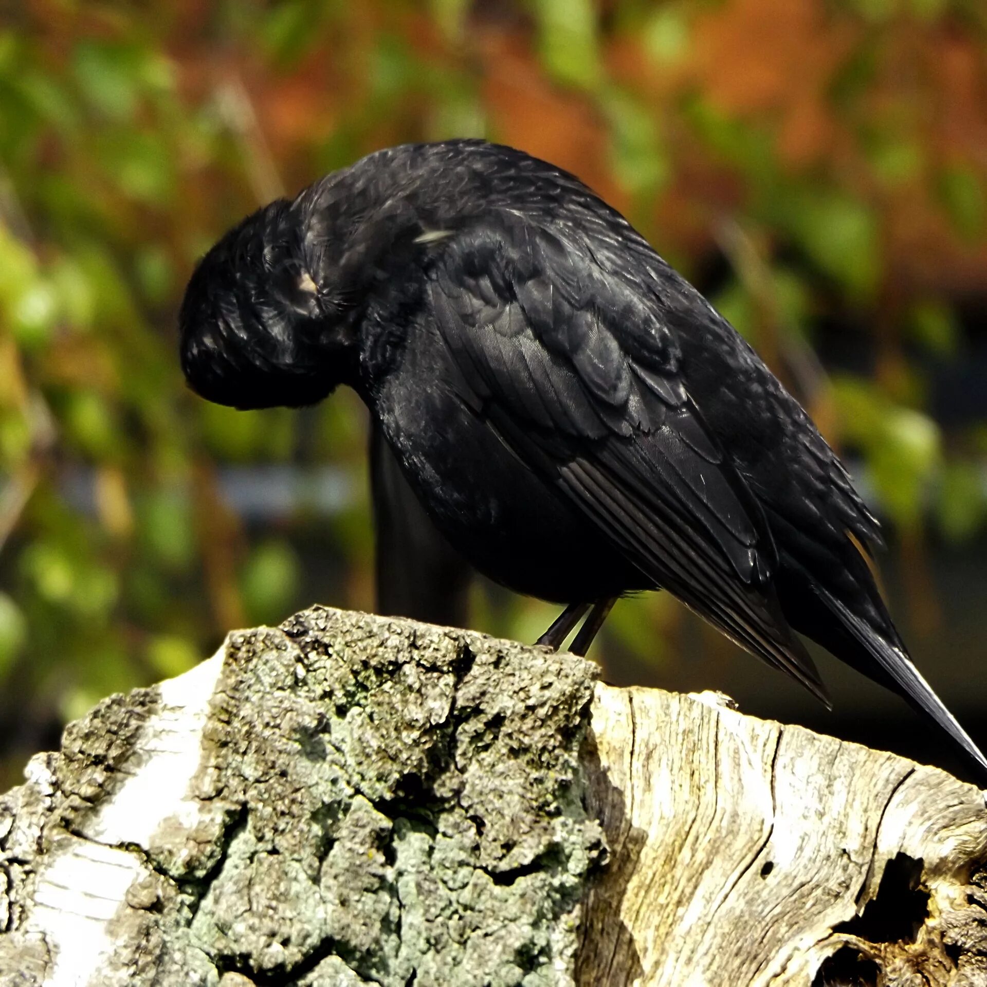 Виды темных птиц. Черная птичка. Черная птичка с черным клювом. Черная птица с длинным черным клювом. Небольшая черная птичка с черным клювом.