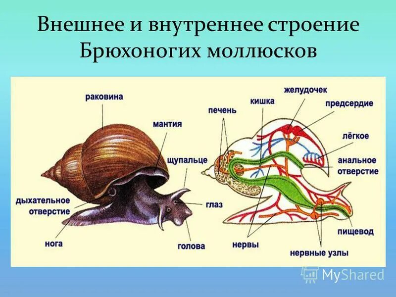 Внутренняя система брюхоногие моллюски. Внутреннее строение брюхоногого моллюска. Тип моллюски класс брюхоногие моллюски строение. Мнещне строение брюхорогого иоллюсеа.