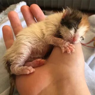 Фото новорожденных котят