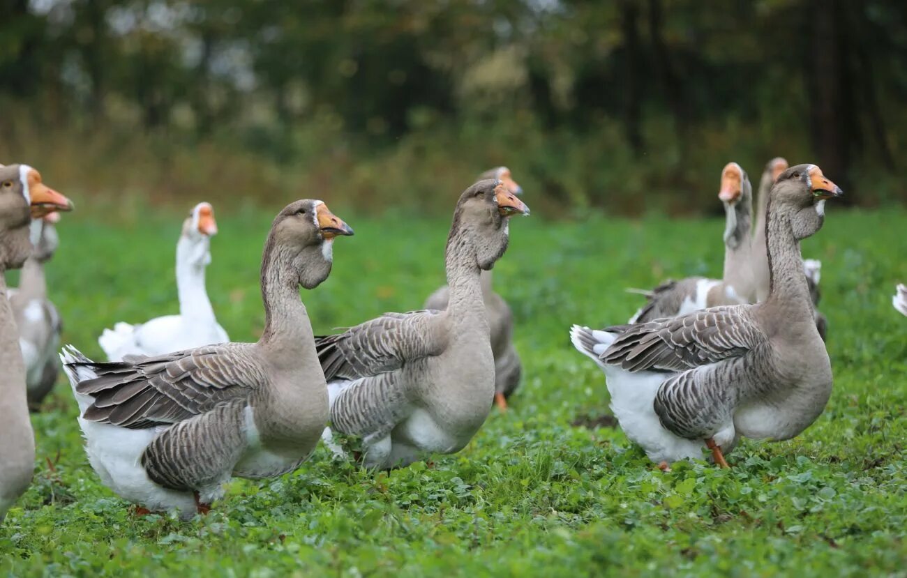 холмогорская порода гусей. разные гуси. кубанская порода гусей. пегие гуси. разные гуси.