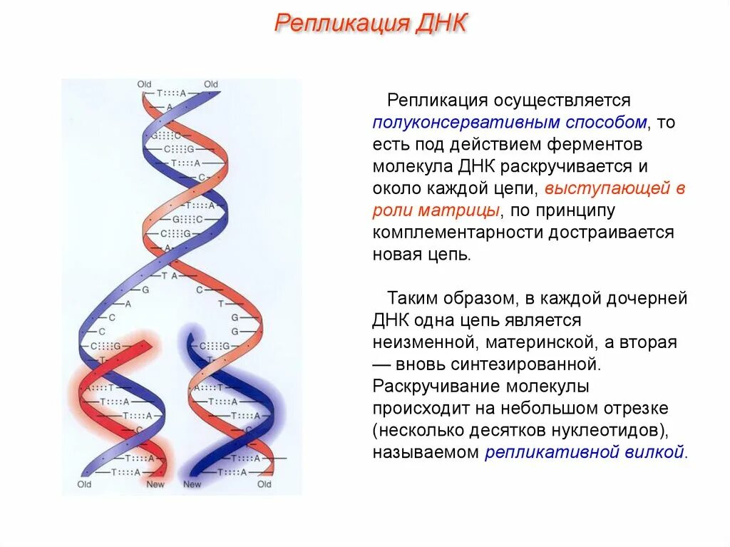 Образование дочерних днк. Репликация ДНК полуконсервативный механизм репликации ДНК. Схема удвоения ДНК редупликация. Схема полуконсервативной репликации ДНК. Схема репликации молекулы ДНК.