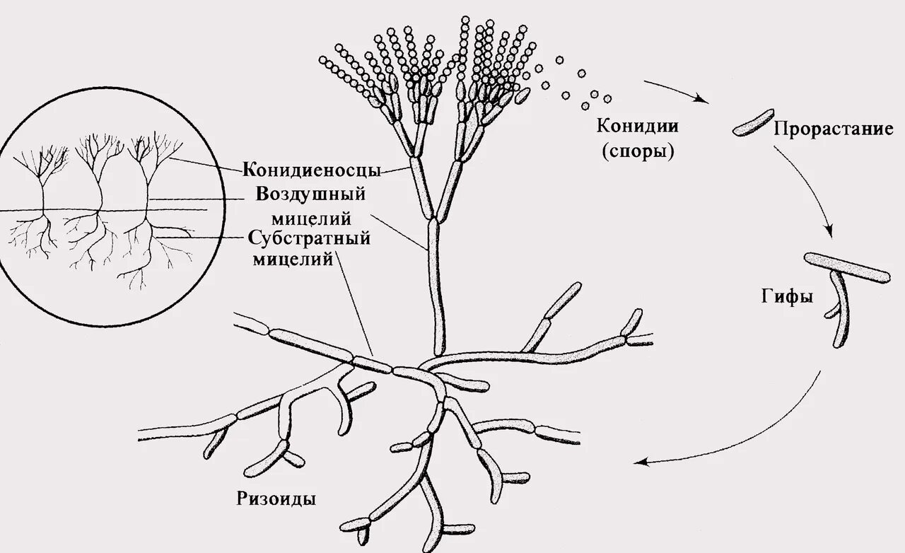 Мицелий гриба гиф. Пеницилл гриб жизненный цикл. Грибница пеницилла. Размножение гриба пеницилла. Мицелий схема микробиология.